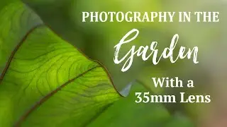 Switching My Macro Lens for a 35mm Lens Today | Photography in the Garden