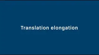 Translation Elongation