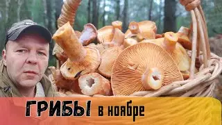 РЫЖИ, РЫЖИ, РЫ-ЖИ-КИ 😋. Грибы рыжики в ноябре 2022.