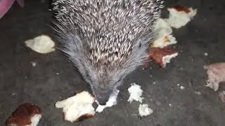 HOW TO EAT WILD HEDGEHOGS