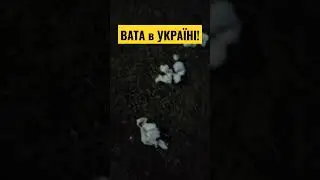 ВАТА В УКРАЇНІ! (з тонким натяком..)