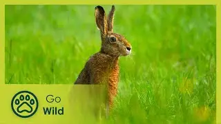 Springtime Stories - Go Wild