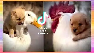 TikTok Baby Animals - Little Dog riding a Rooster!?!?😂😂