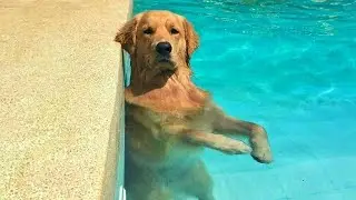Dogs Running on Empty Brain Cells 🤣🐶 NEW Funny Dog Videos