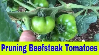 Pruning beefsteak tomato plants for a bigger better yield