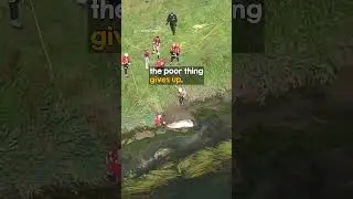 Amazing rescue! ❤️