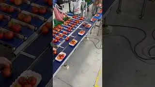 Формирование точного веса порций для упаковки томата