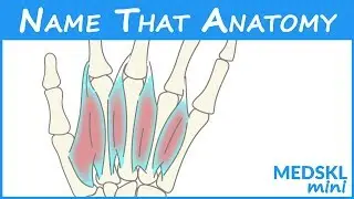 Name That Anatomy - Episode 192