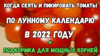 Когда сеять и пикировать томаты по лунному календарю в 2022 году. + ПОДКОРМКА для мощных корней