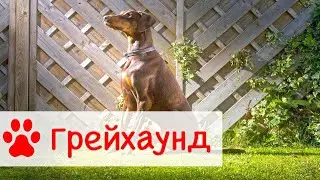 Грейхаунд | Самая быстра собака в мире