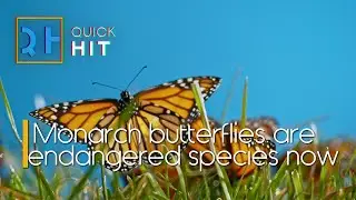 Call to Action: Save the Monarch Butterflies!