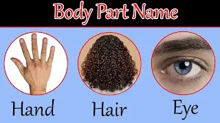 Top 24 Body Parts Name in english and hindi With Pictures | Parts of body with Spelling | Body Parts