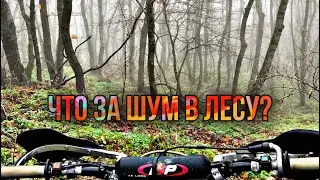 Что за шум в лесу? Прохват по лесу.