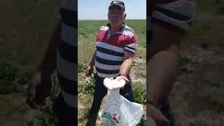 Грибы в аккольской долине жамбыслкой области