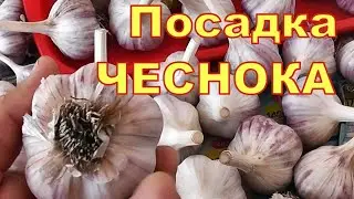 Осенняя ПОСАДКА озимого ЧЕСНОКА для крупных головок