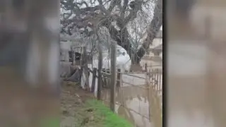 Flooding from storm destroys family-owned farm, home in Gilroy