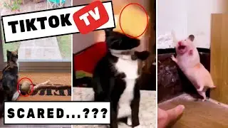 😻Cutest Pets Getting Scared | Funny Pet Videos😍 TikTok Pets (1)