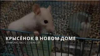 Крыска обрела новый дом, знакомство с собакой/The Rat has found a new home acquaintance with the dog