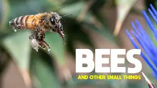 Bees and Other Small Things