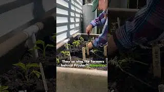 Transplanting Pure Line Seeds mini dwarf varieties into a Smart Pot Urban Raised Bed! #garden #fypシ