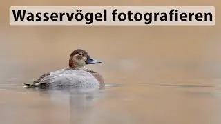 Tutorial Vogelfotografie - Wasservögel fotografieren