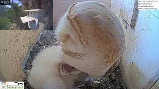 Cute Overload : Barn Owl Nestlings Snuggle Up With Mom For A Cuteness Overload! 😍