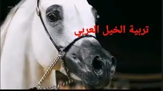 ثواب تربية الخيل 🐎|| وهل تكسب اجر في تربيتها ❔ شاهد الفيديو  #خيل #السعودية