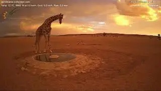 Picture perfect sunset with giraffe in Namibia