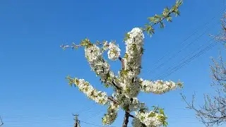 Обрезка черешни онлайн, второй ярус  Ч 2.