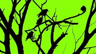 scary Birds green screen cartoon video || free copyright cartoon videos #greenscreen #cartoon