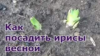 Как посадить ирисы весной в открытый грунт. Очень легко и просто!!!