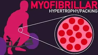 Stronger and Bigger Muscles (Myofibrillar Packing/Hypertrophy)