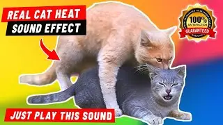 Female cat in heat sounds 🔥 Female cat calling for male sound 🔥 Female cat sounds to attract cats