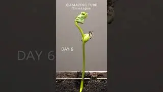 Black Eyed Pea - Time Lapse