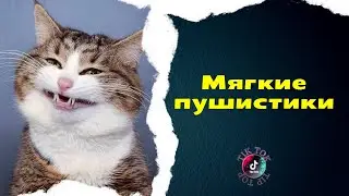 Приколы с котами из тик ток/Смешные кошки 2021