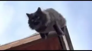 Папа кот Чернуха показывает пример сыновьям 😻 умные коты
