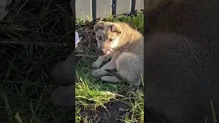 #puppy