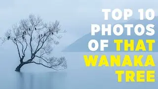 Top 10 Photos of the Wanaka Tree | Photography Critique