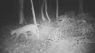 Gorizia. La lince ripresa dalla fototrappola