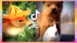 TikTok Baby Animal - Bunny and Puppy best Friends🥰