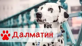 Далматин ( Далматинец ) | Все о породе