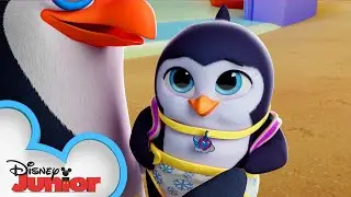 Best Feathered Friends | T.O.T.S. | @disneyjunior