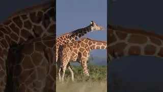 Amazing animal moments  #shorts