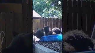 Bear cools off in backyard pool