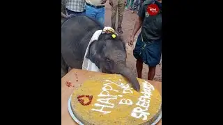 Kerala’s baby elephant celebrates her first birthday with cake, special attire, guests