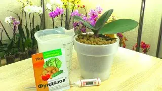 FUSARIOSIS in Orchids !!! Why REPEAT root treatment with FUNDAZOL ???