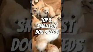 Top 5 Smallest Dog Breeds 🐶🐶🐶🐶🐶 #shorts