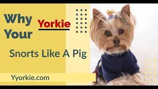 This Is Why Your Yorkie Snorts Like A Pig | Causes & Treatment