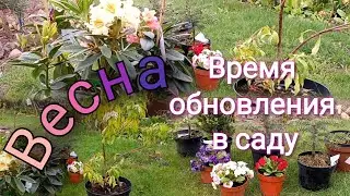 Шикарные новинки в саду! Хвойные, вечнозеленые, рододендроны, примулы!