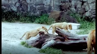 Wpkiw- Park Śląski-1974-we fragmencie reportażu
